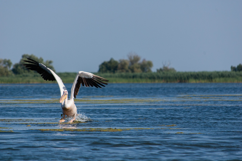 delta_august2015
